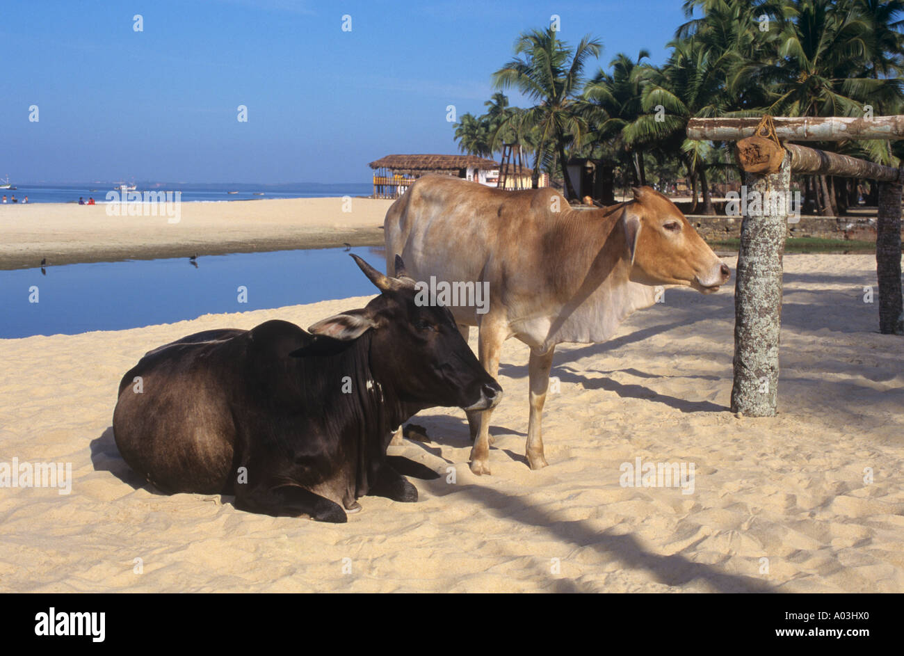 Kühe auf Colva Beach Goa Indien Stockfoto