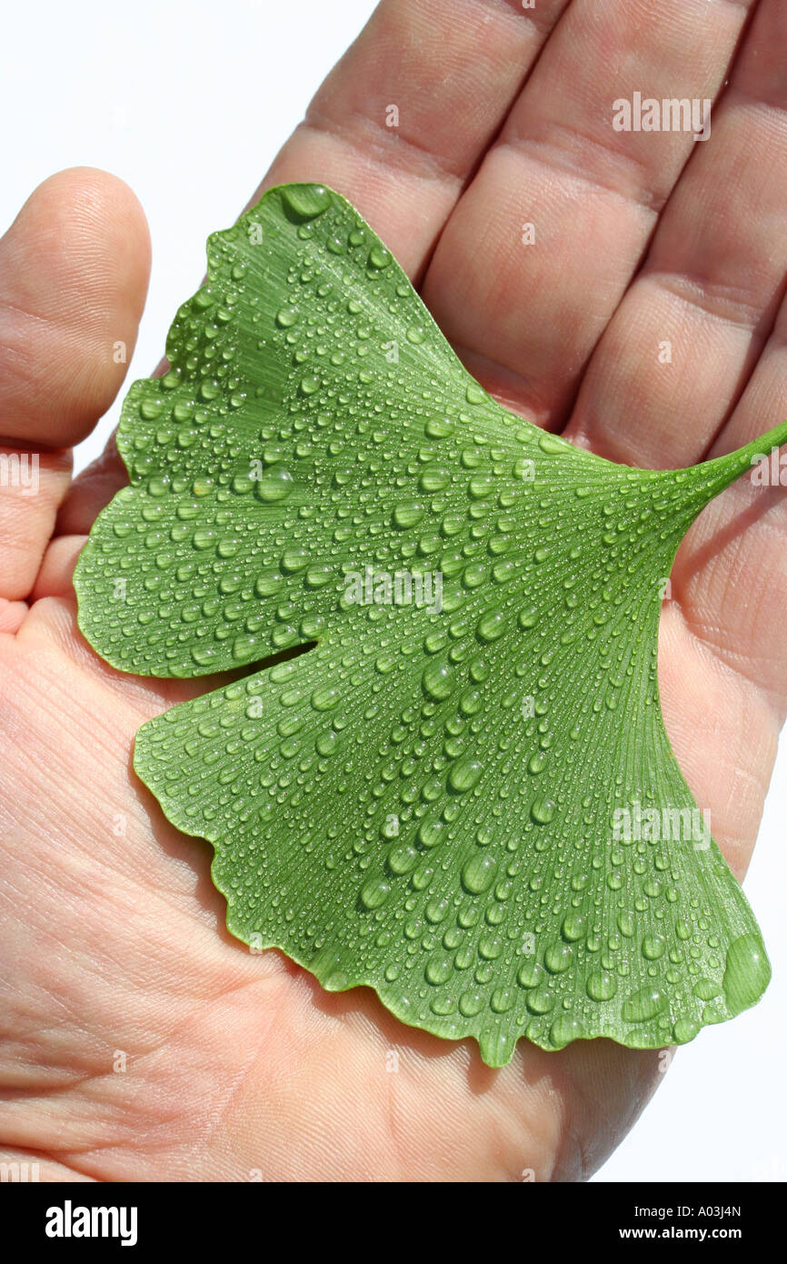 Baum male Ausgeschnittene Stockfotos und -bilder - Alamy