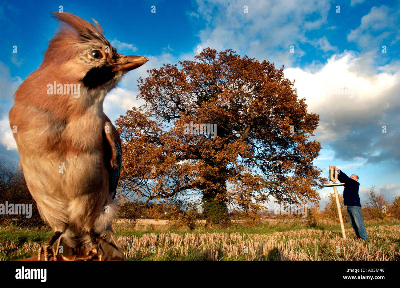 Ein jay beobachtet Bemühungen, ihn zu locken, um in Derbyshire National Forest UK zu züchten. Sein Lieblingsessen, die Eicheln, werden auf einen Vogeltisch in der Nähe einer Eiche gestellt. Stockfoto