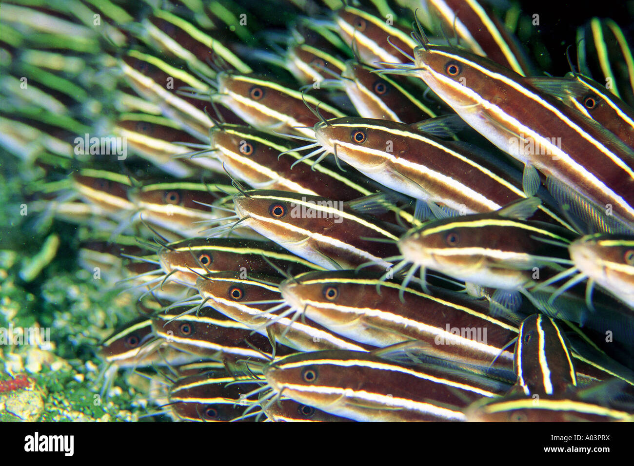 Gestreifte Welse, Plotosus Lineatus, Milne Bay, Papua Neu-Guinea. Stockfoto