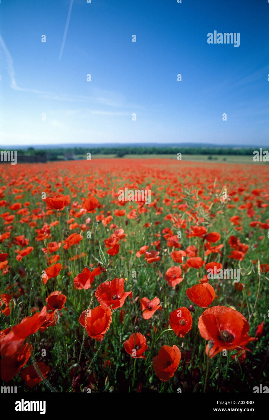 Bereich der blühenden Klatschmohn Papaver Rhoeas in Normandie Frankreich Stockfoto