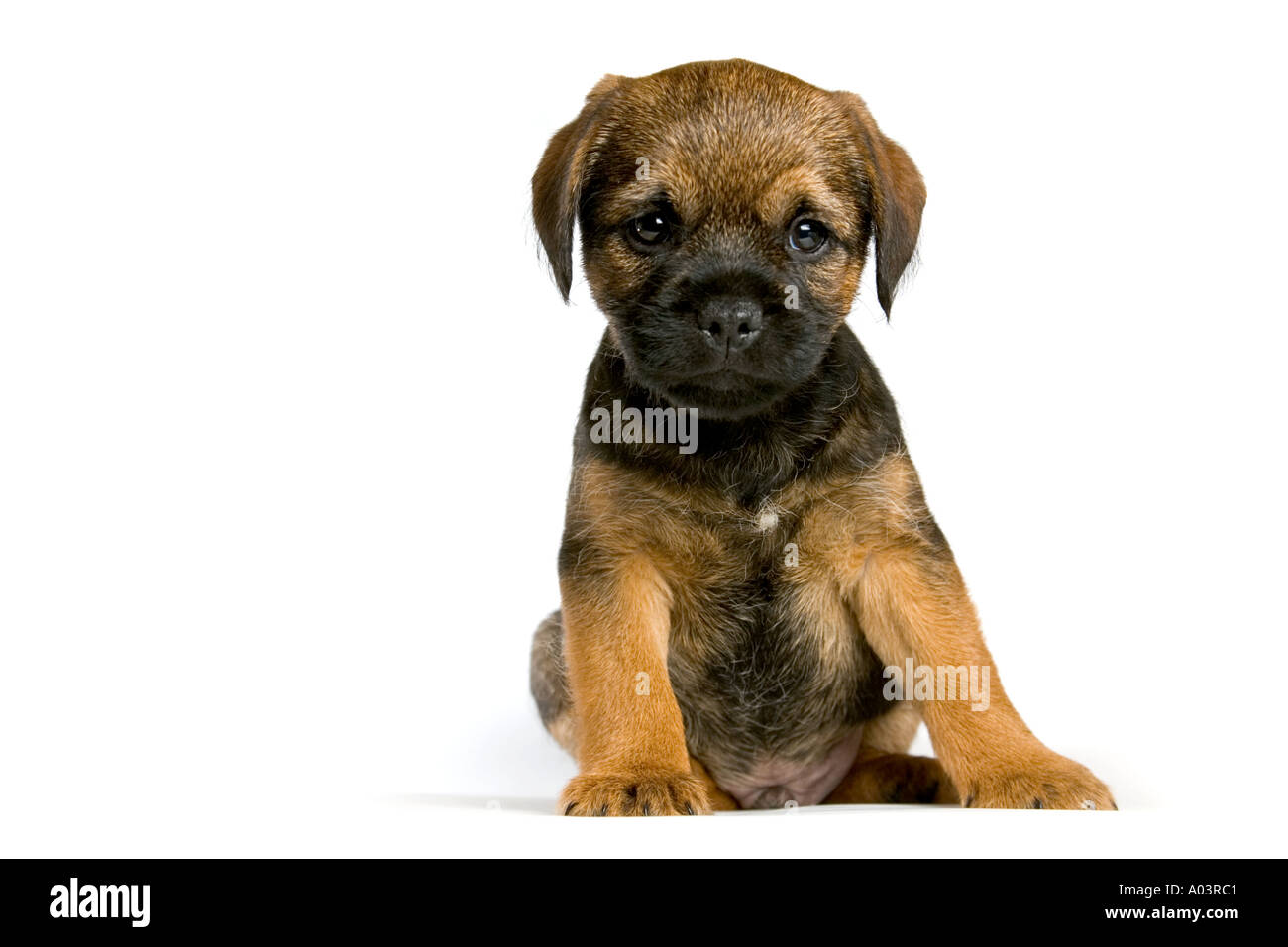 Border Terrier Welpe vor einem weißen Hintergrund Stockfotografie Alamy