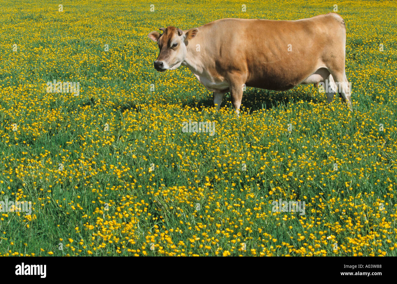 Jersey-Kuh Butterblume Wiese Chilterns Buckinghamshire Stockfoto
