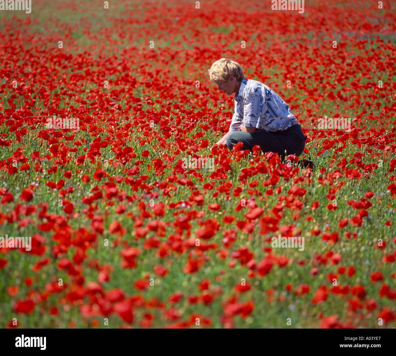 Roter Mohn-Feld mit Frau Stockfoto