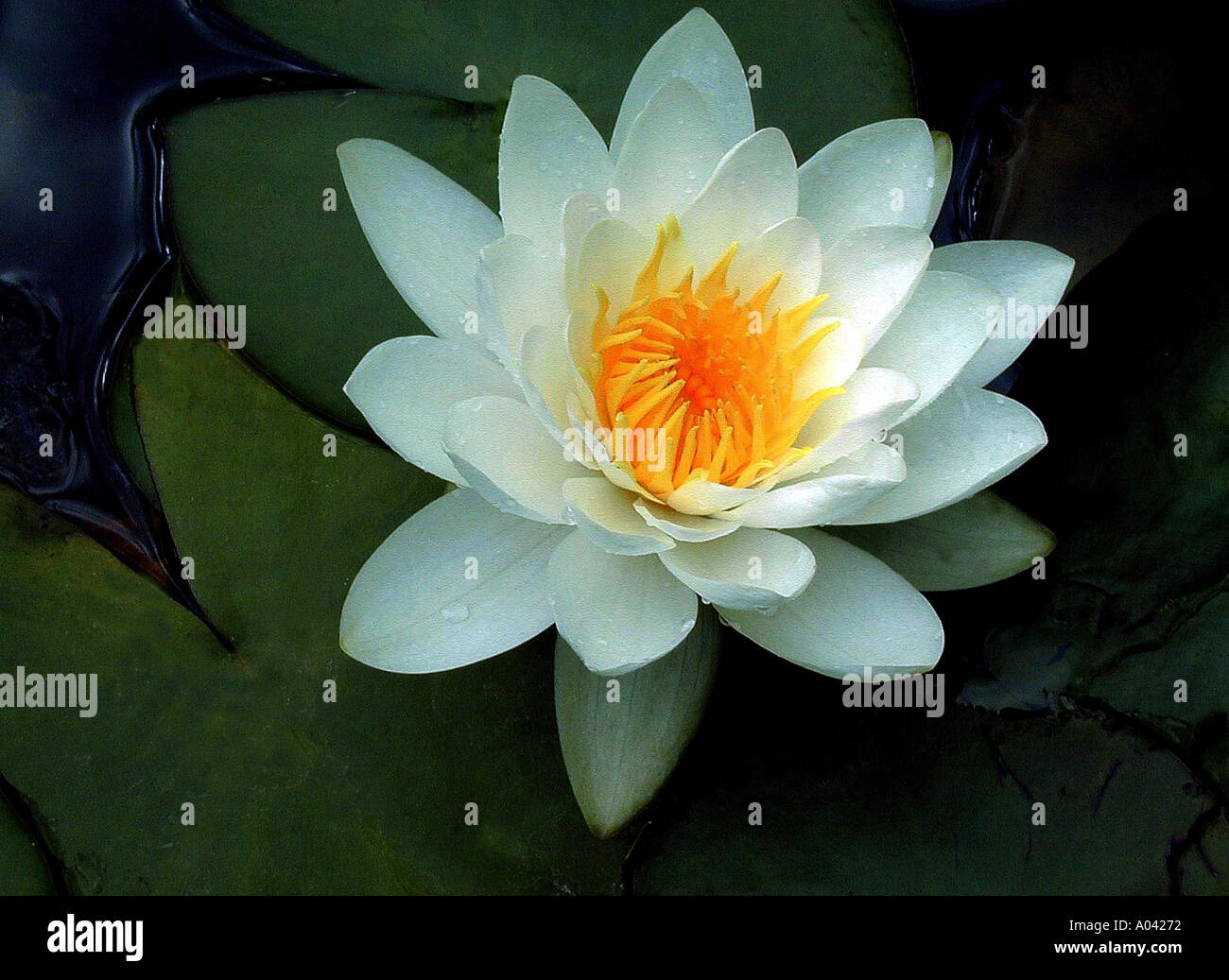 Nymphaea Alba Seerose Blume Stockfoto