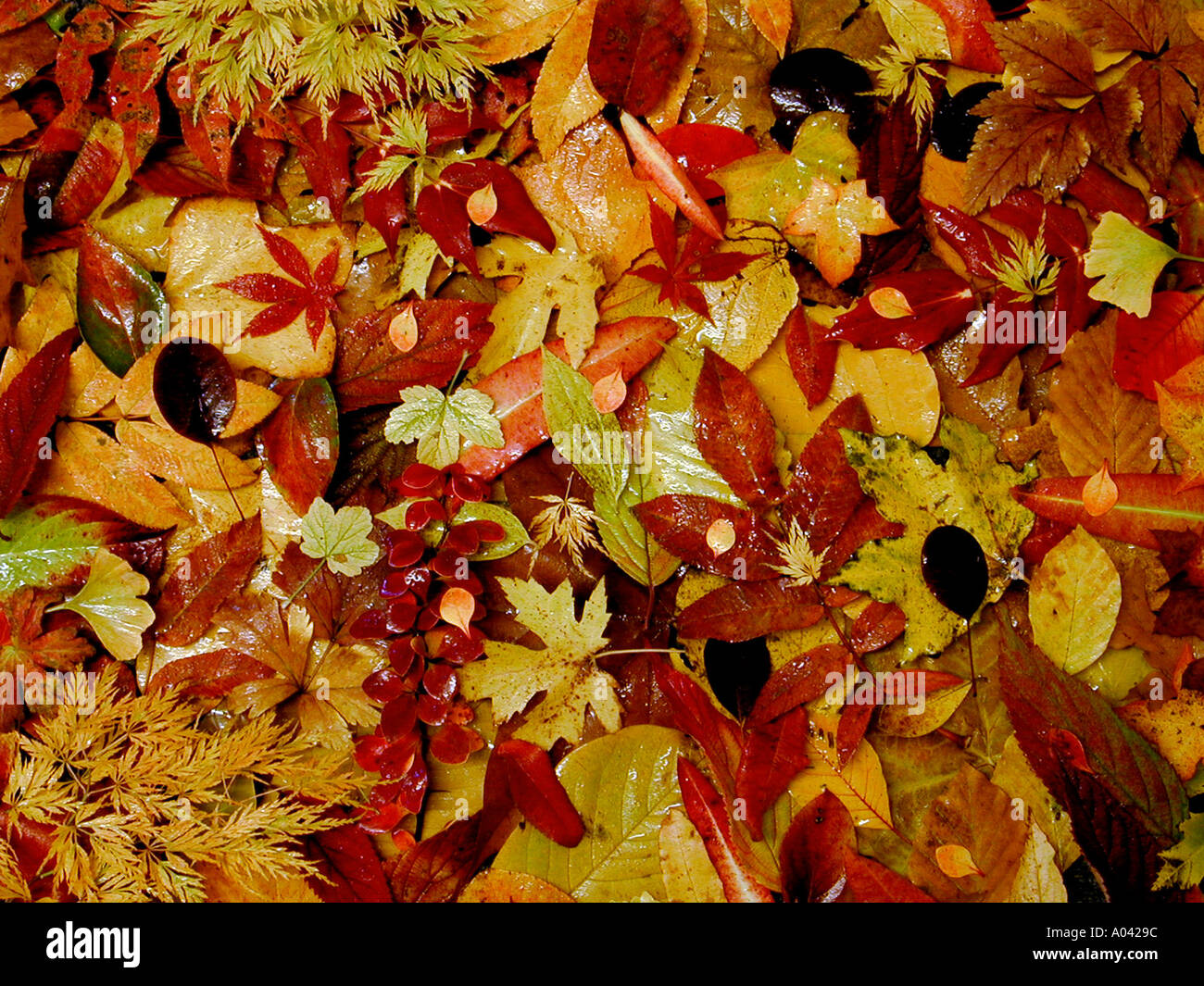 Herbst Blatt-Teppich Stockfoto