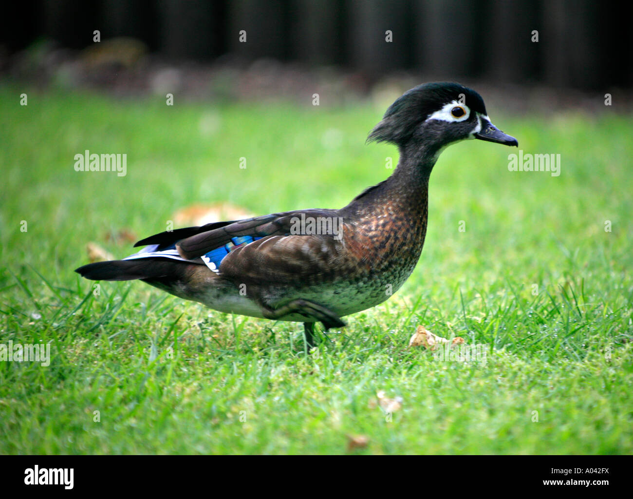 Eine wunderschöne farbige Carolina-Ente Stockfoto