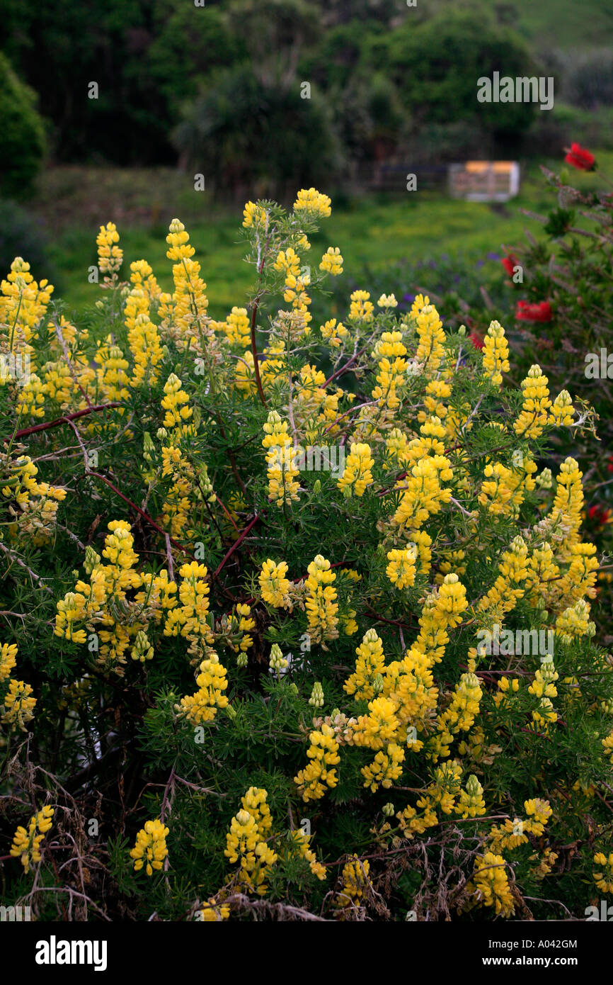 Gelbe Lupinen wachsen wild in einem Feld in Neuseeland Stockfoto