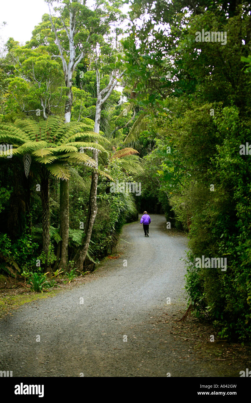 Ein Spaziergang in den Neuseeland-Busch Stockfoto