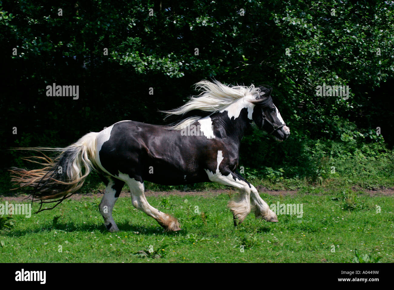 Weibliche Irish Tinker Pferd galoppierend (Equus Przewalskii F. Caballus) Stockfoto