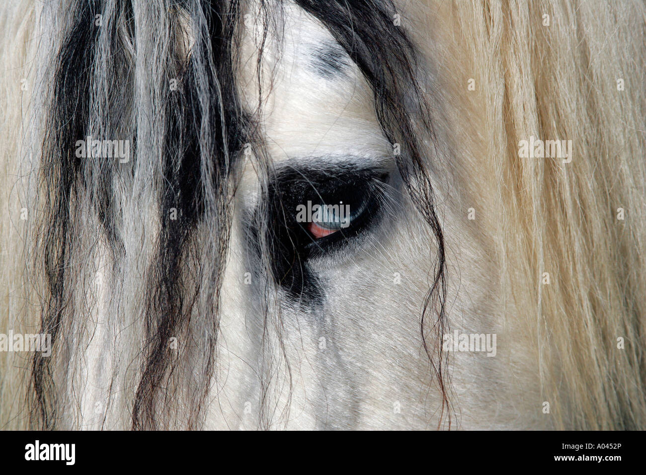 Pferd-Portrait Auge und Mähne auf dem Kopf ein Irish Tinker Pony (Equus Przewalskii F. Caballus) Stockfoto