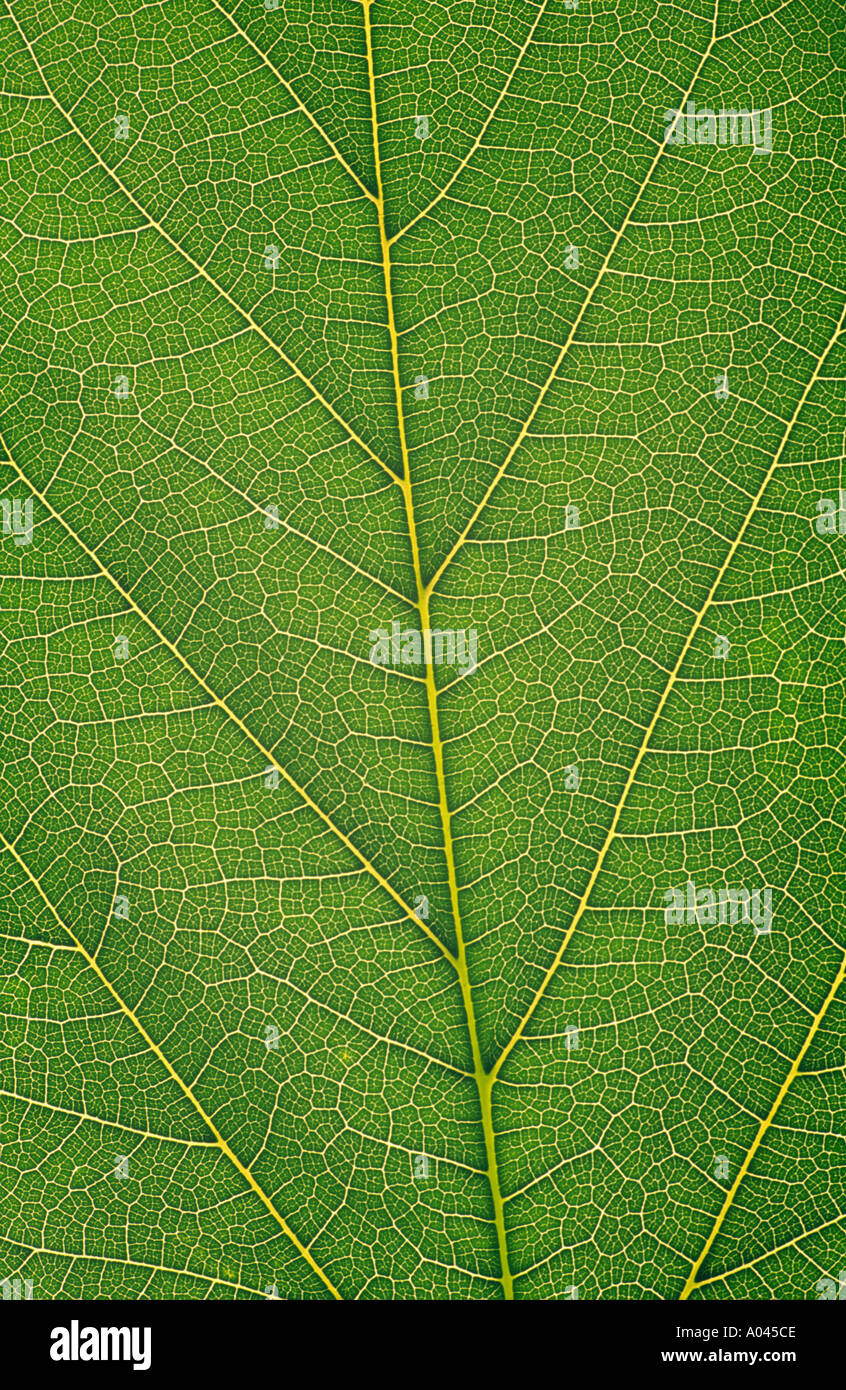grünes Blatt Nahaufnahme von Venen Stockfoto
