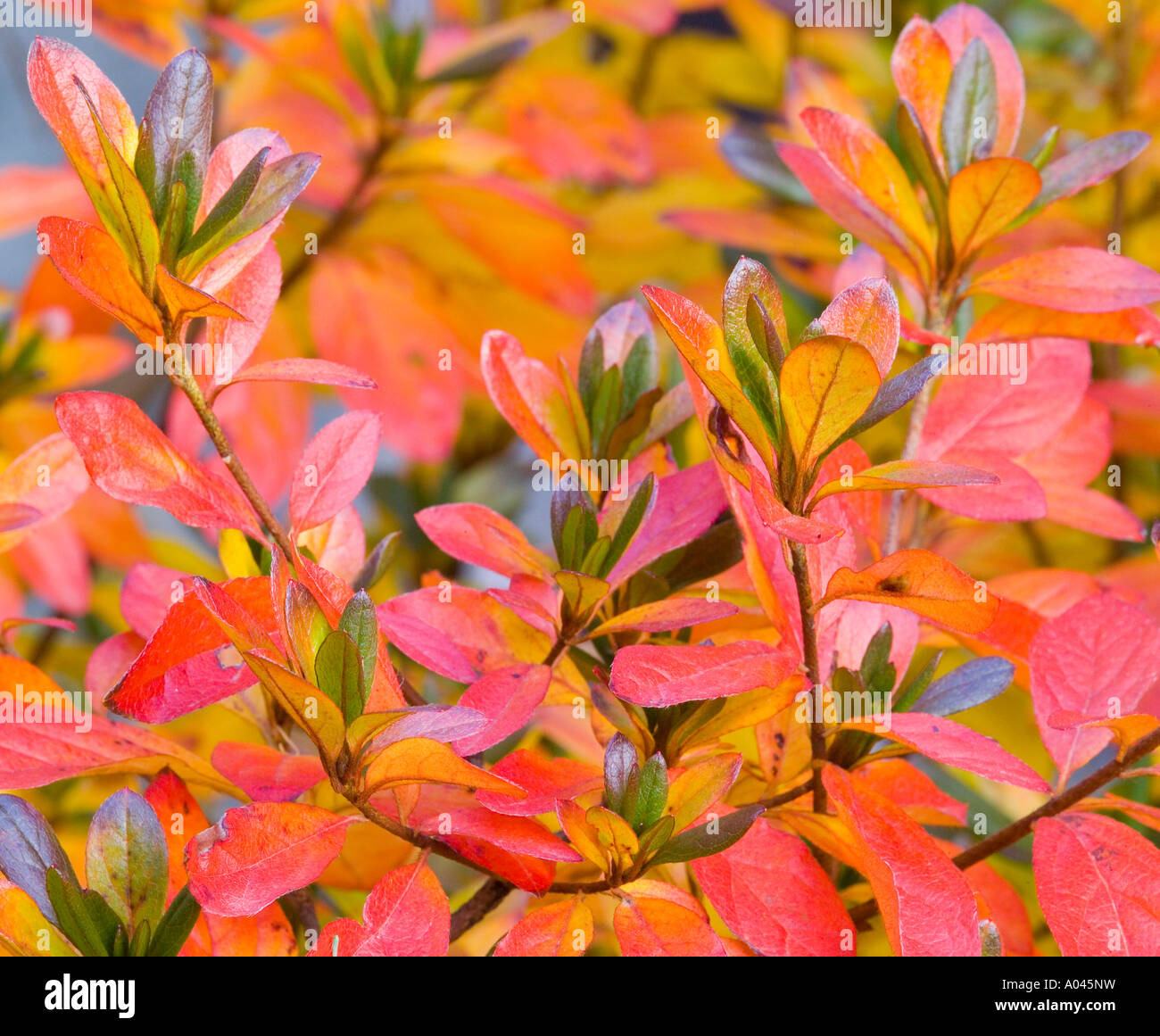Rhododendron Bltter rot im Herbst Stockfotografie - Alamy