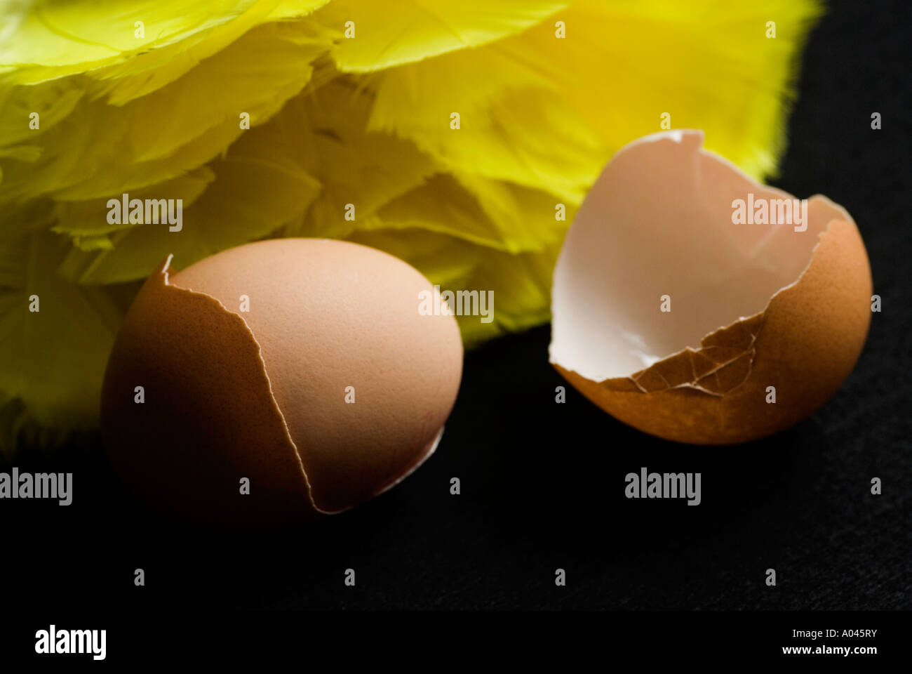 Ei in gebrochenen Eierschale neben gelben Federn Stockfoto