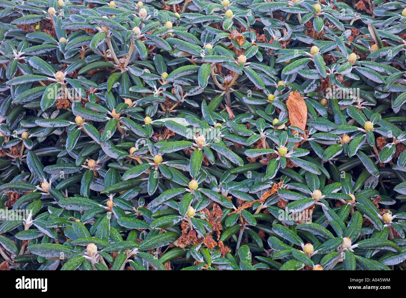Knospen eines rhododendron -Fotos und -Bildmaterial in hoher Auflsung   Alamy
