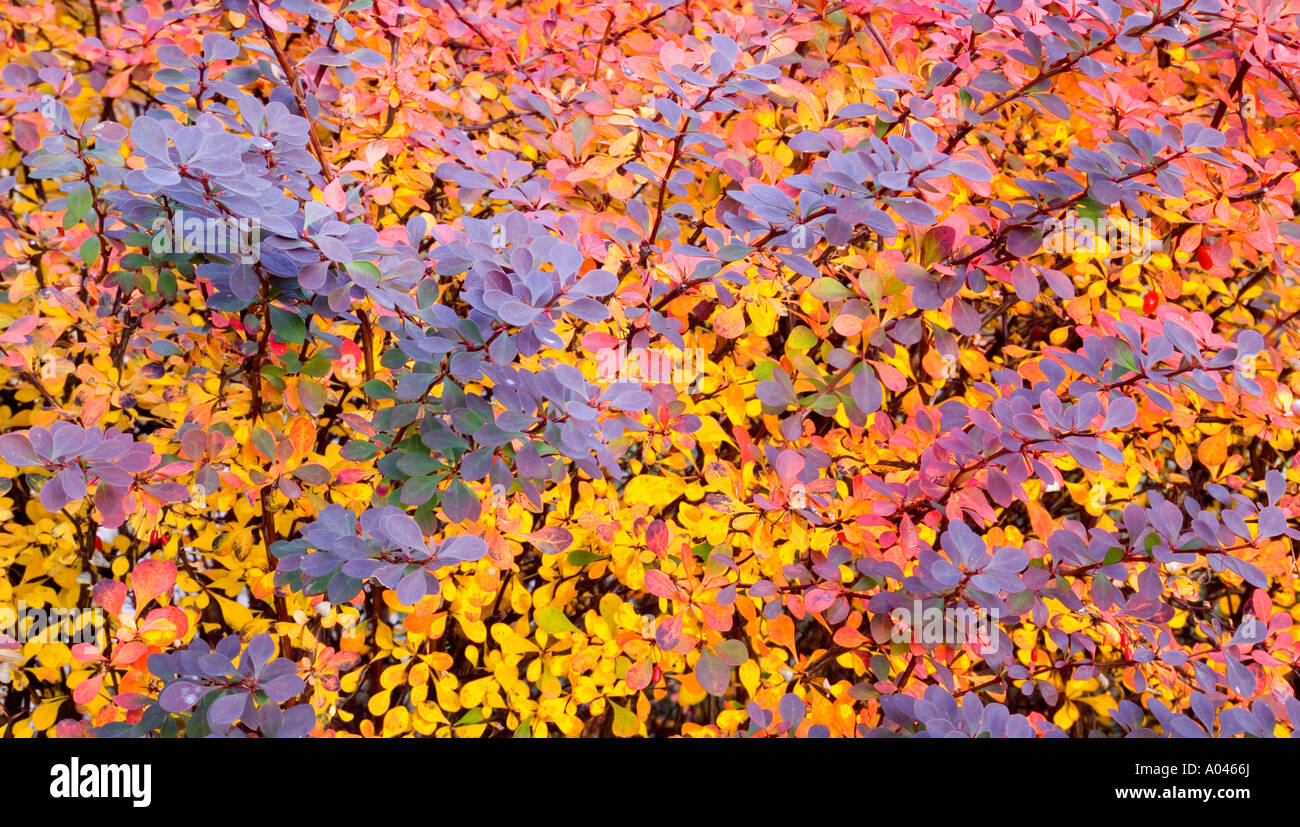 Mehrfarbige Multicolor Zwergmispel Strauch im Herbst Stockfoto