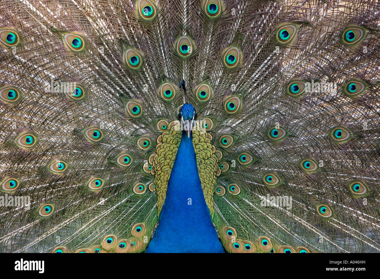 Pfau pavo christatus Stockfoto