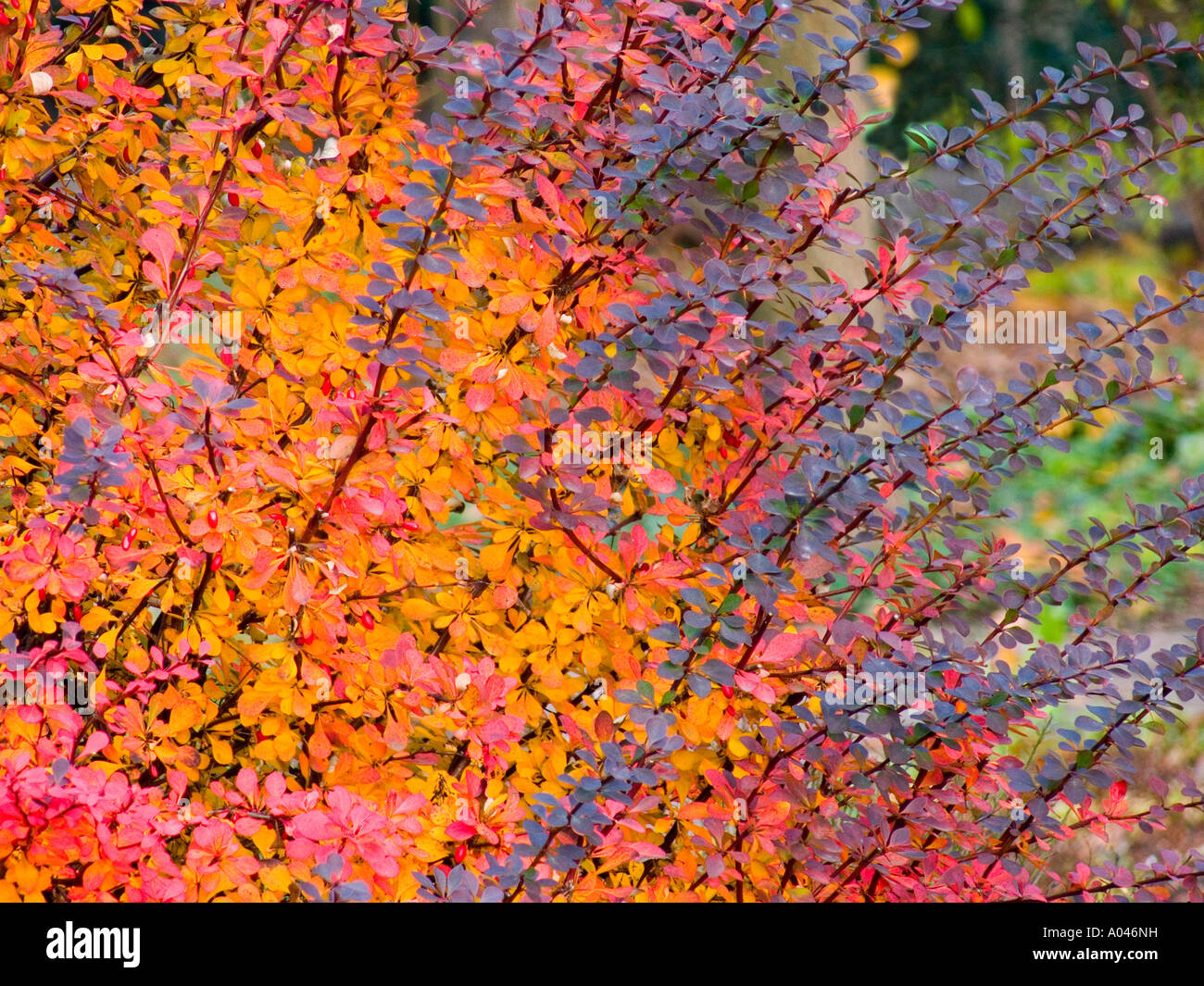 Mehrfarbige multicolor Zwergmispel Strauch im Herbst Stockfoto