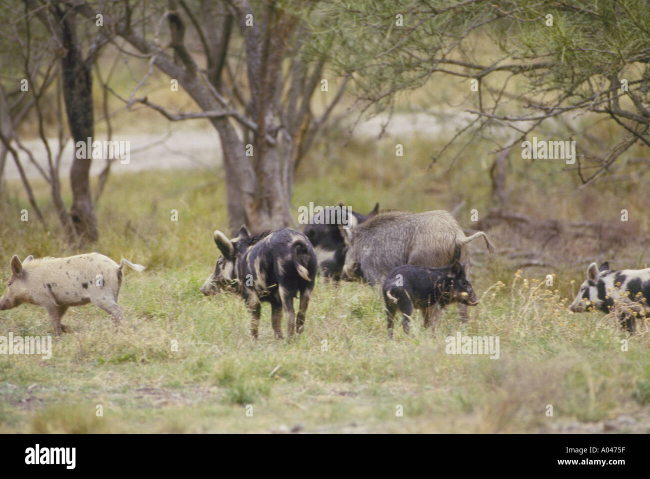 Wildes Schwein Sus Scrofa Linnaeus Familie Suidae Stockfoto