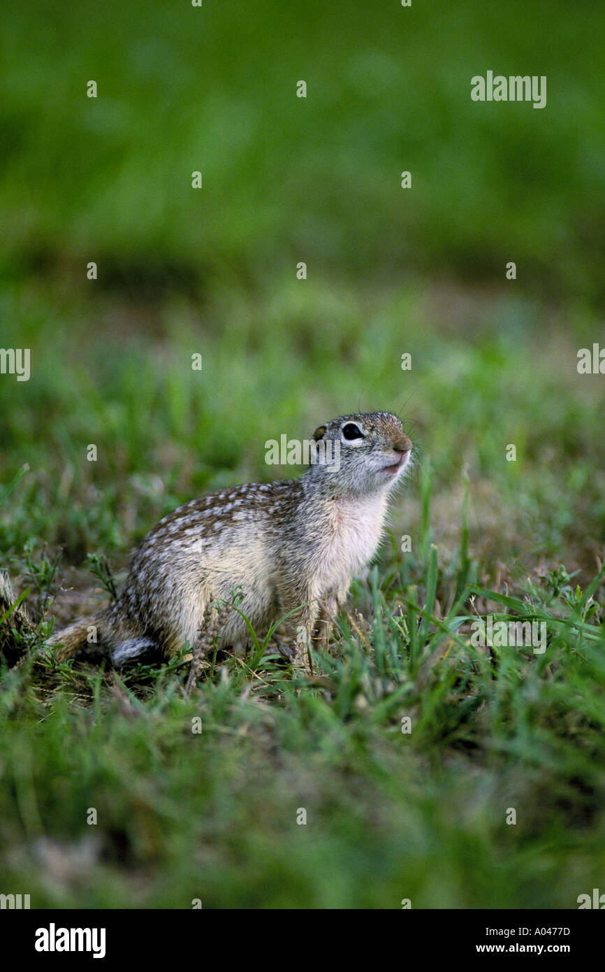 Zieselmaus Gattung spermophilus -Fotos und -Bildmaterial in hoher Auflösung – Alamy