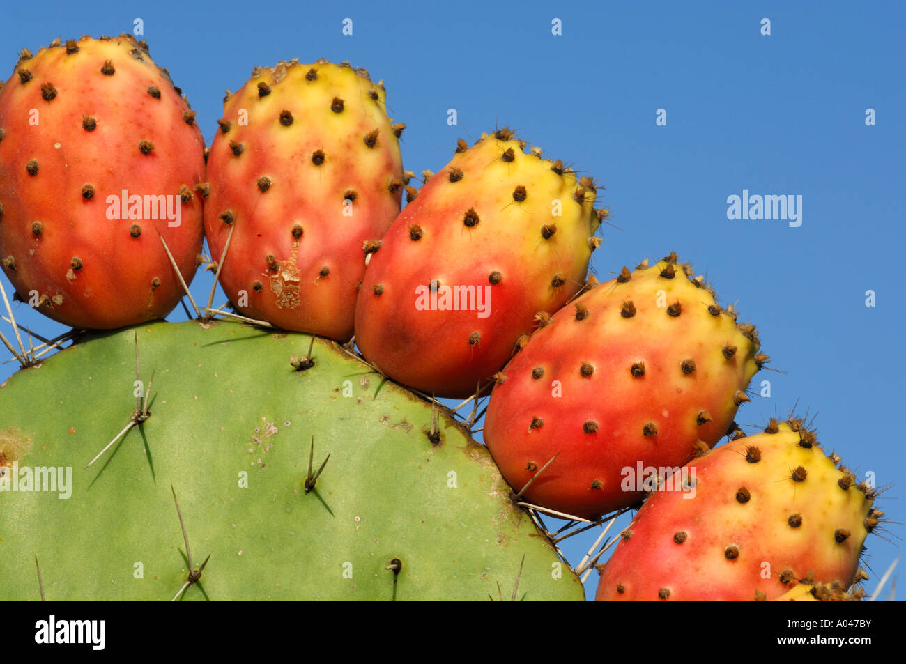 Kaktusfeige in Sardinien, Italien Stockfotografie - Alamy