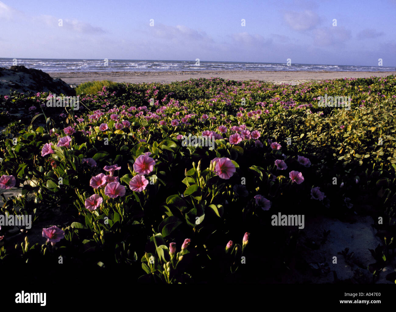 Ziegen Fuß Prunkwinde Ipomoea Pes Caprae auf Mustang Insel Texas in der Nähe von Port Aransas Texas Stockfoto