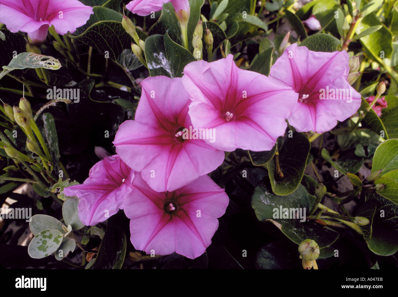 Ziegen Fuß Prunkwinde Ipomoea Pes Caprae Padre Island National Seashore Stockfoto