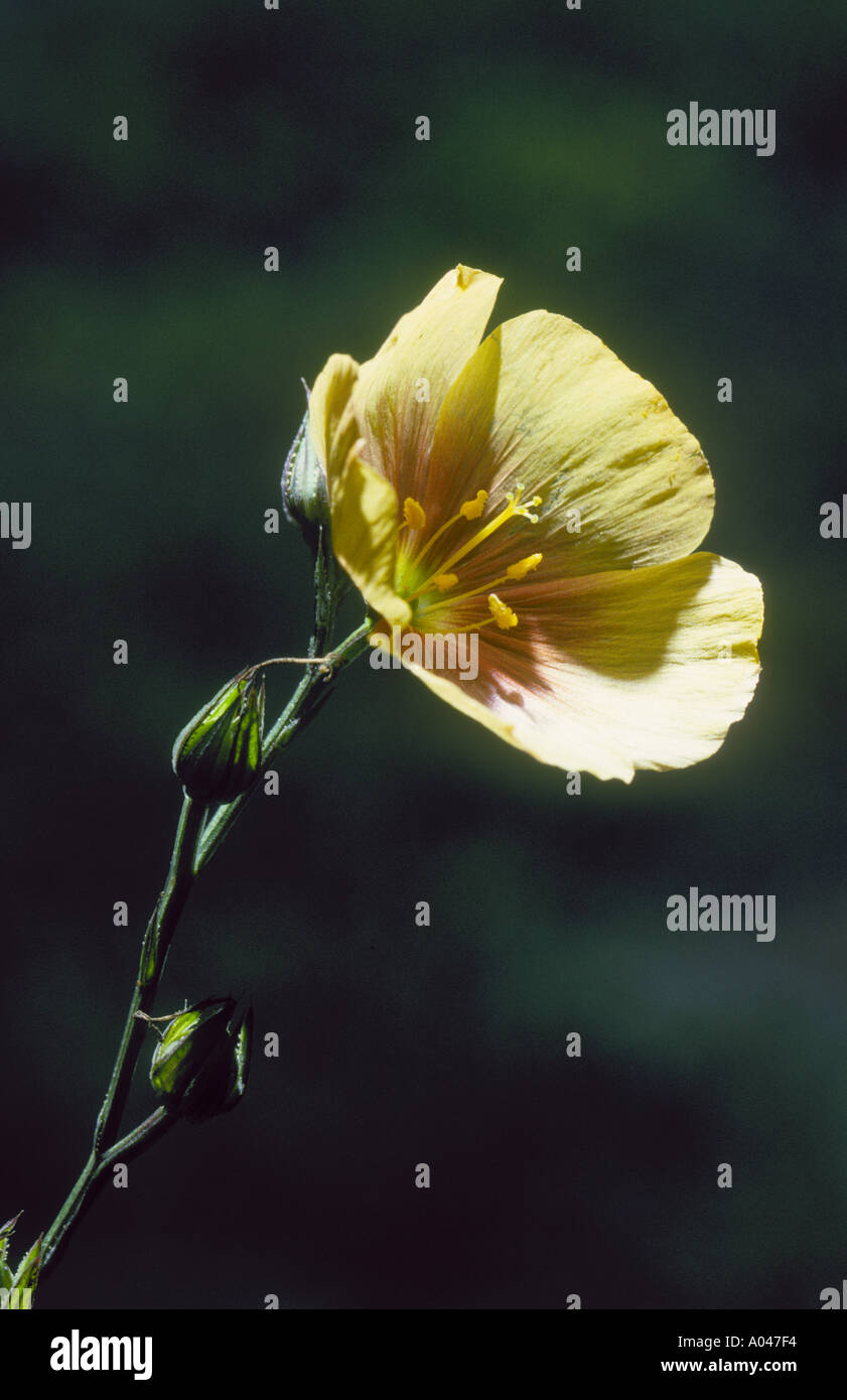 Gelbe Linum Flachs Rigidum in Uvalde County Texas gefunden Stockfoto