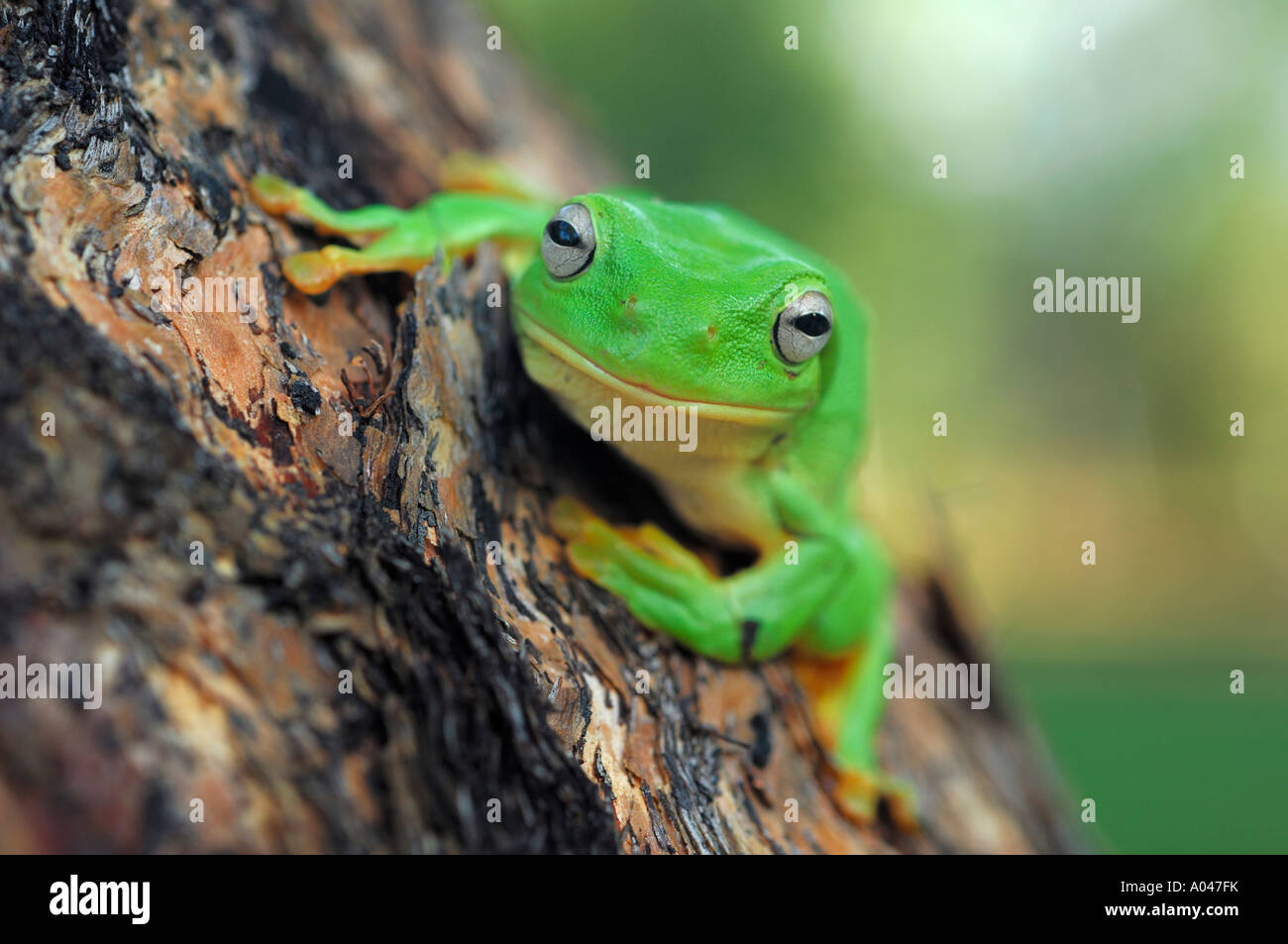 Australischen grünen Laubfrosch (Litoria Caerulea); Australien Stockfoto