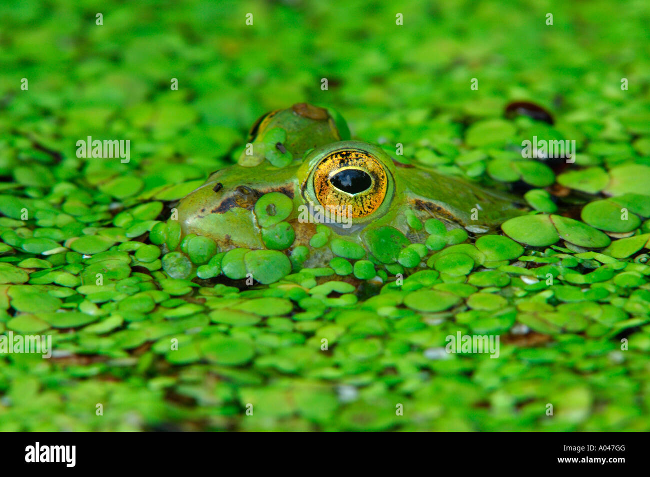 Essbare Frosch (Rana Esculenta) getarnt in Wasserlinsen Stockfoto