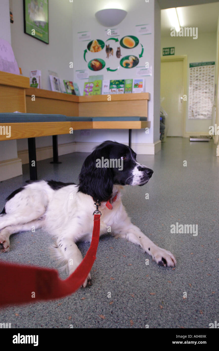 Hund wartet geduldig auf dem Boden ein Haustier Tierklinik Stockfoto