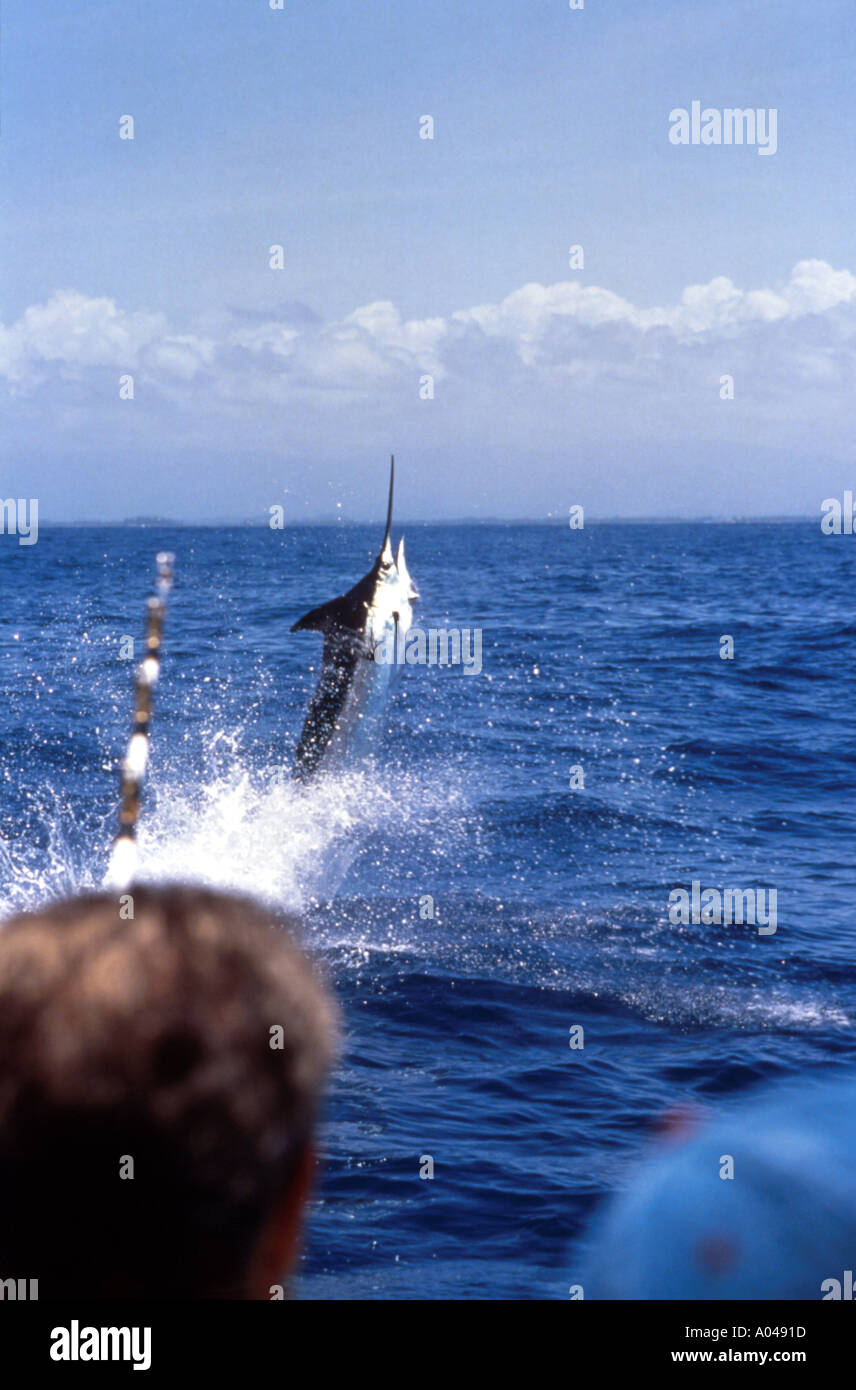 Hochseeangeln für Blue Marlin aus Puerto Rico Stockfoto