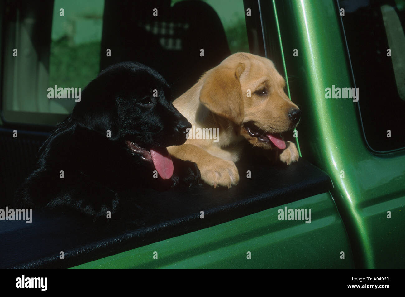 Lab Welpen in einem Pickup-truck Stockfoto