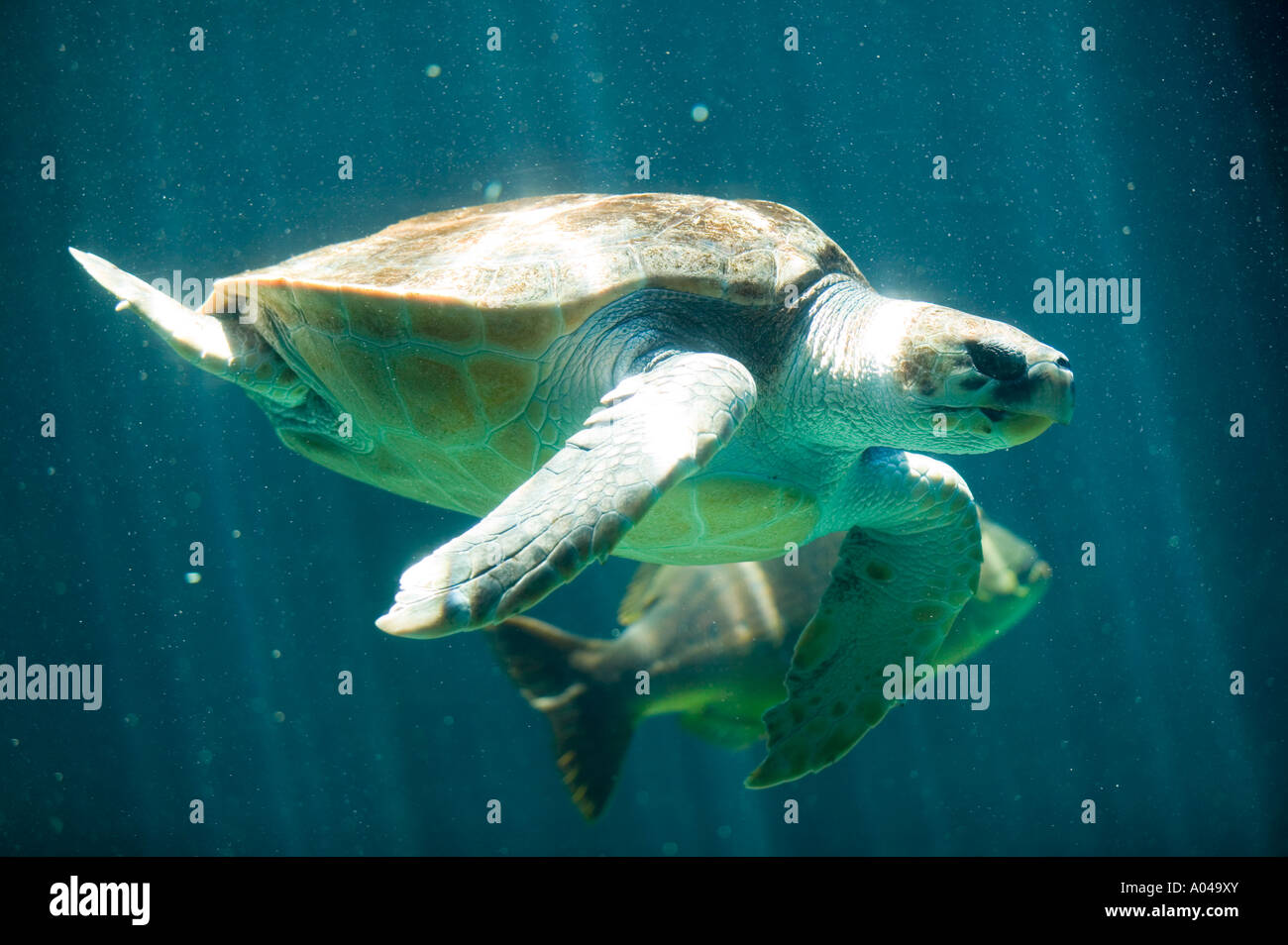 Südafrika Kapstadt Leatherback Schildkröte Dermochelys Coriacea schwimmen in Two Oceans Aquarium Stockfoto