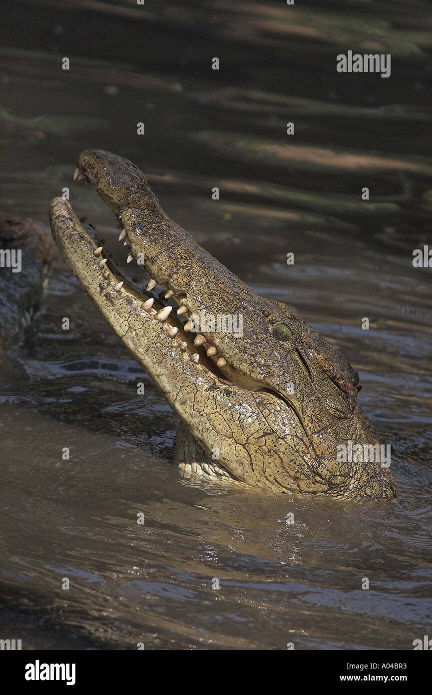Nil-Krokodil mit Kopf aus dem Wasser - Sambesi, Simbabwe Stockfoto