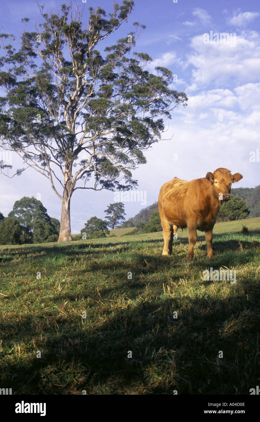 Rinder grasen die üppigen Rasen in Kangaroo Valley südlich von Sydney Australia Stockfoto