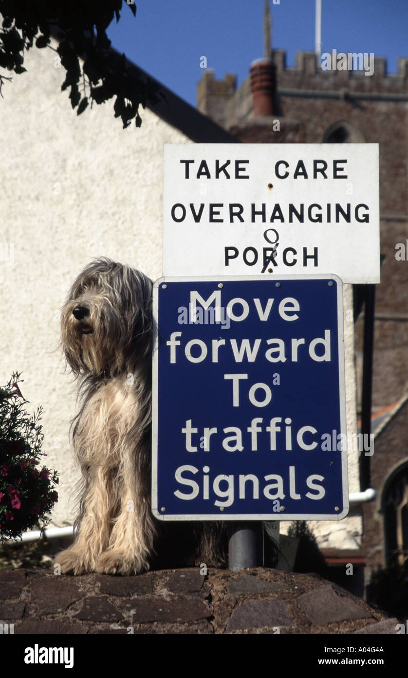 Live Bearded Collie Hund auf Gartenmauer neben Straßenverkehrszeichen mit als gesehen humorvollen pooch Schreibweise Änderung als gesehen Dunster Somerset England UK Stockfoto