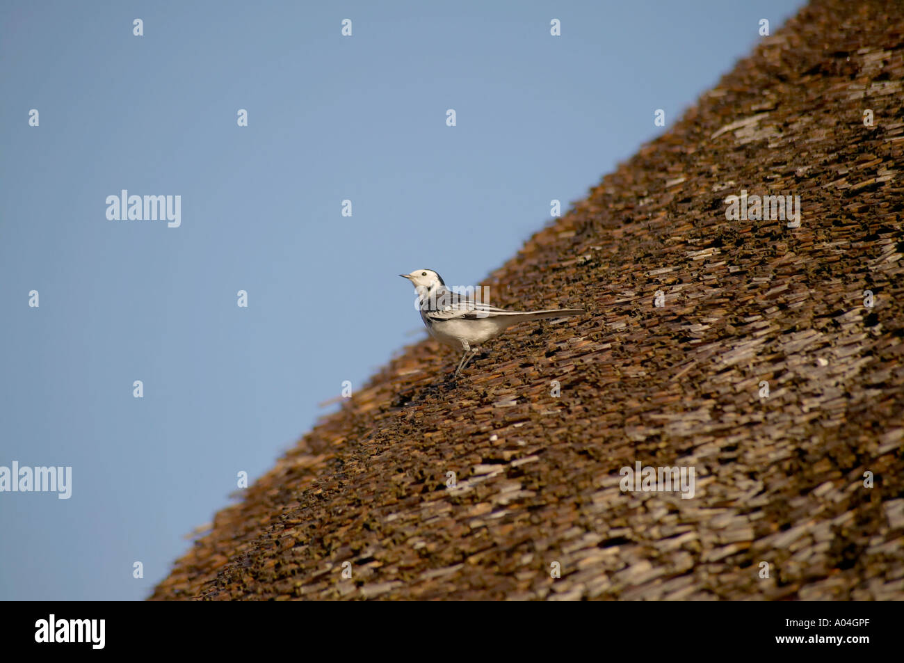 "Pied Wagtail" auch als Bachstelze (Motacilla alba) auf der Suche nach Insekten auf der Strohdach bekannt Stockfoto