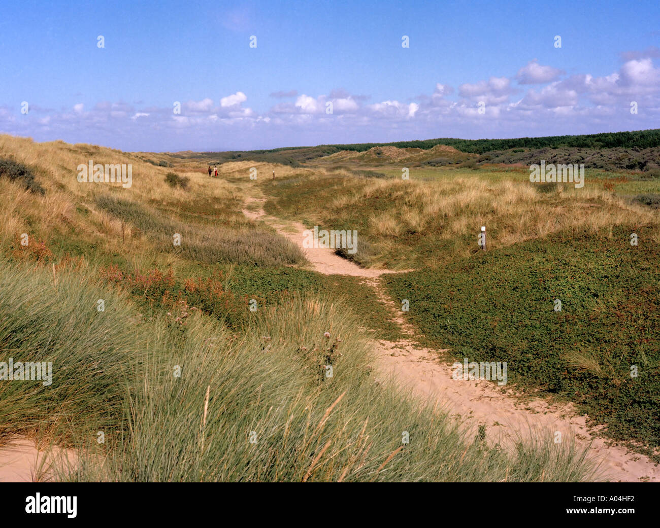 Ainsdale Sanddünen nationalen Naturreservat Formby Lancashire Stockfoto