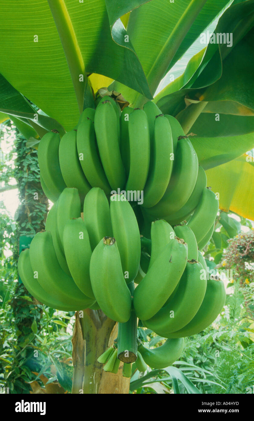 Unreife grüne Banane Baum Pflanze Plantage Bauernhof Ernte Bio hängend kultivieren wachsen Früchte süß Vitamin Gesundheit Stockfoto
