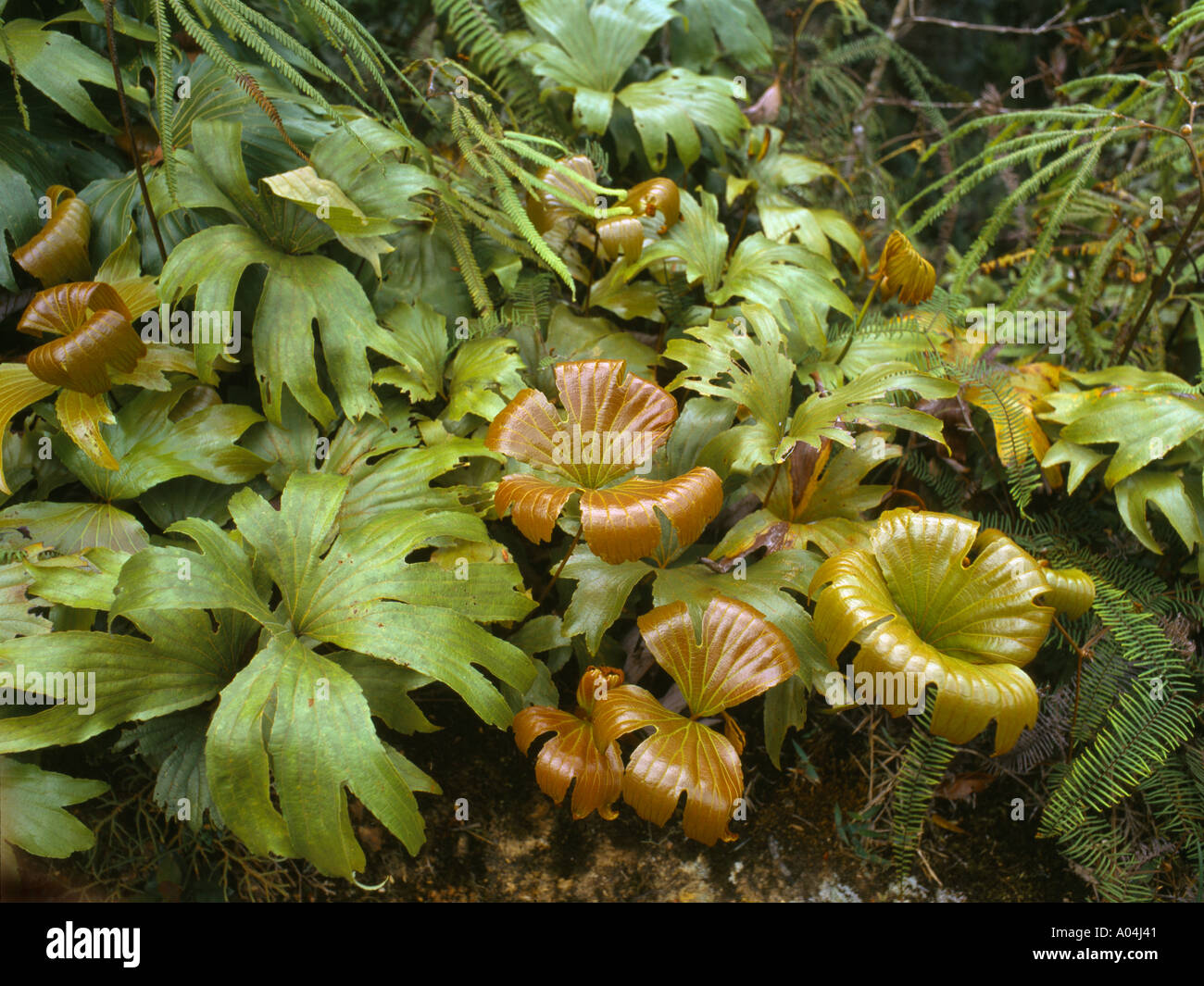 Tropische Farne Malaysia Stockfotografie Alamy