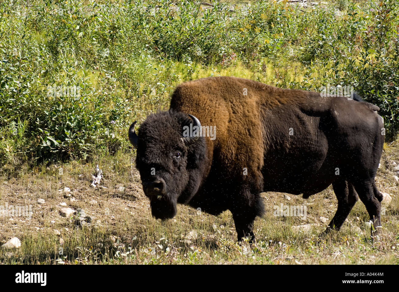 Männliche Holz Bison in Holz Buffalo National Park in den Northwest Territories Stockfoto