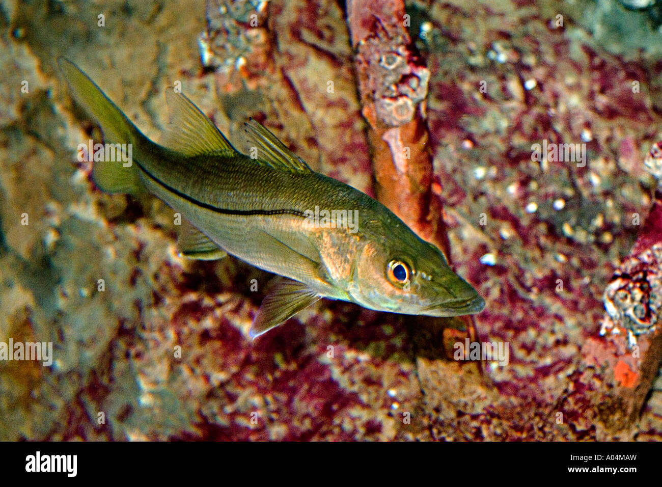 Juvenile gemeinsame Snook Centropomus Undecimalis Zuflucht unter Mongrove Wurzeln Karibik westlichen Atlantischen Ozean Stockfoto