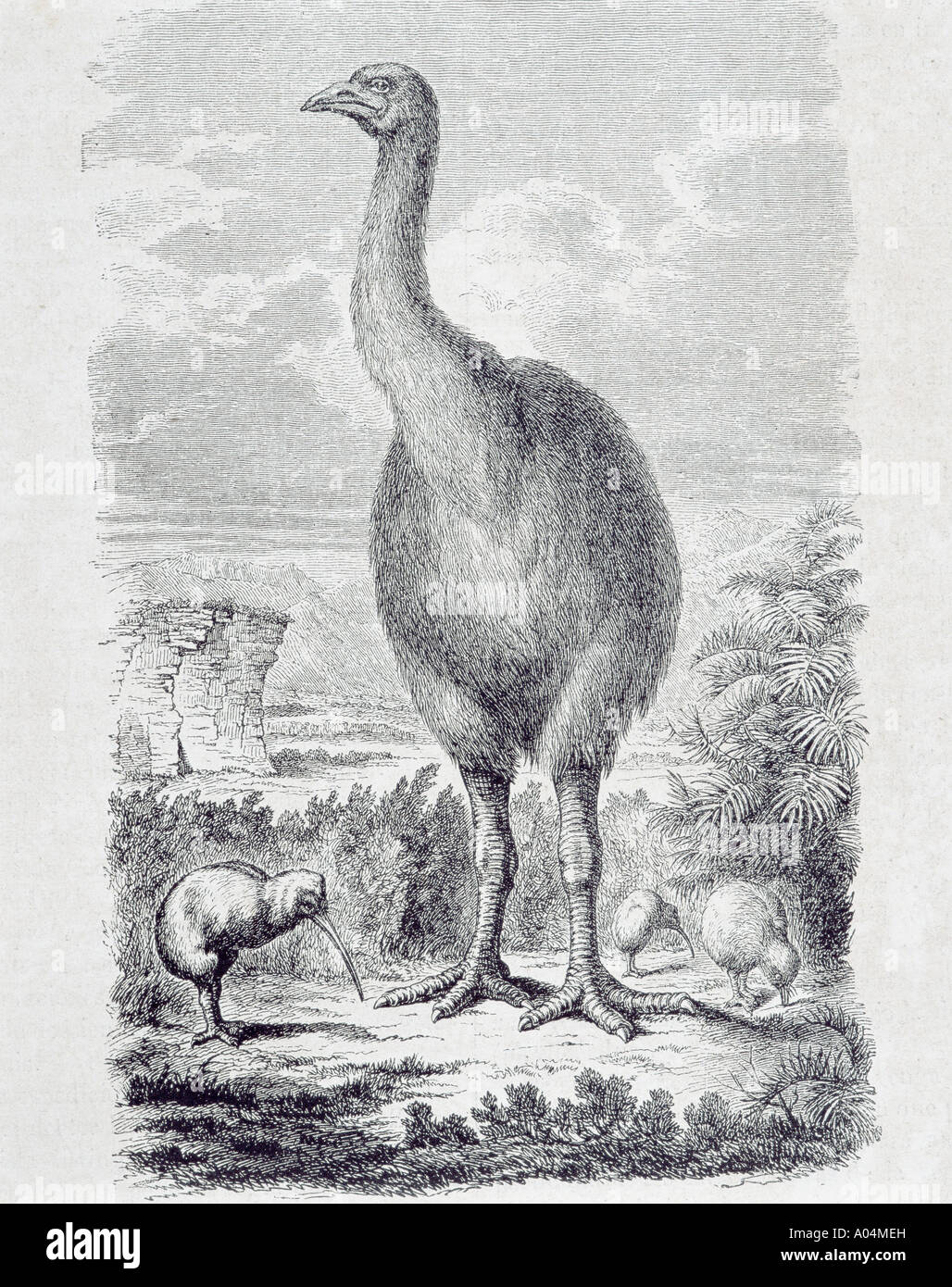 Kiwis ist das nationale Emblem Neuseelands und des erloschenen Moa, das aus dem 19. Jahrhundert stammt. Stockfoto
