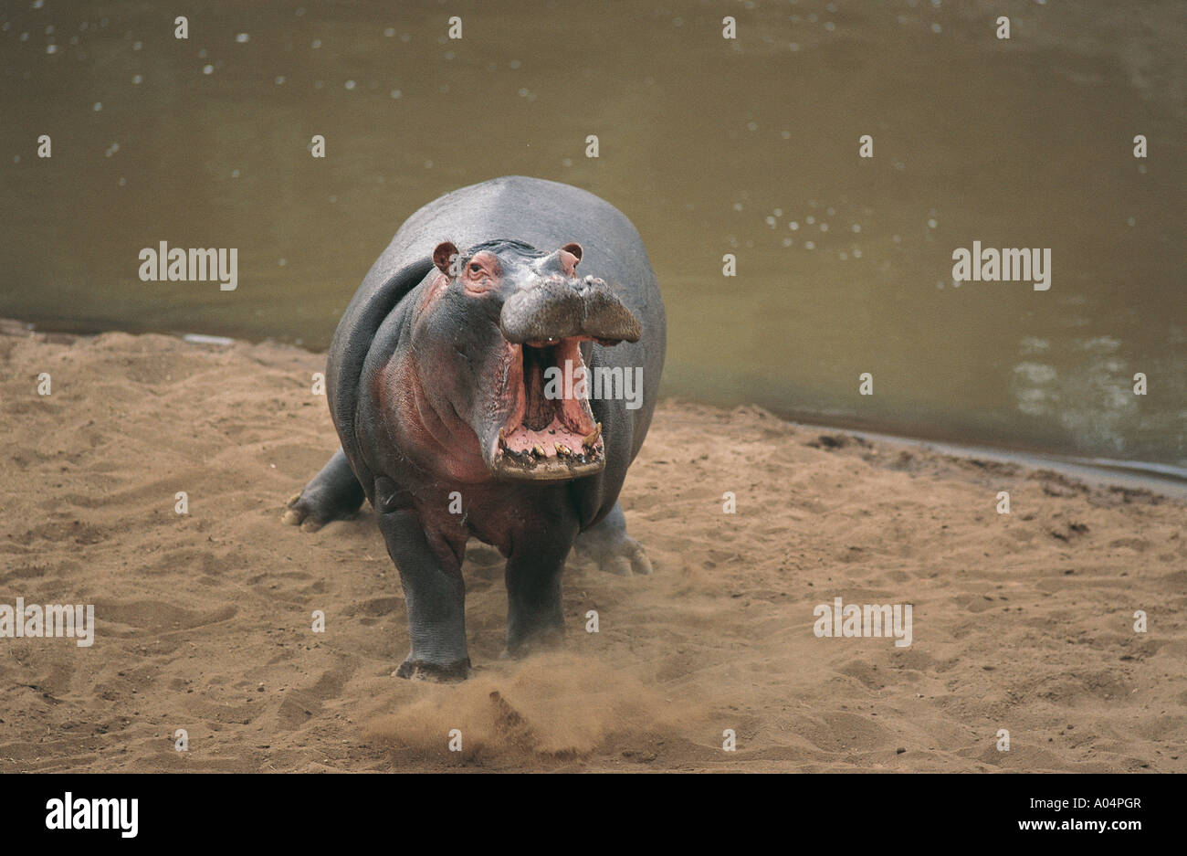 Wütend Hippo an den Ufern des Mara Flusses in Masai Mara National Reserve Kenia in Ostafrika Stockfoto