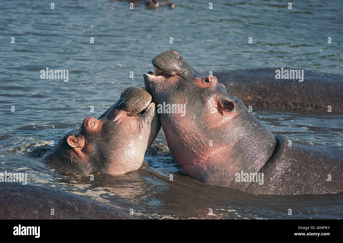 Zwei Hippo s spielen, kämpfen und ruht auf einander in einem Pool in der Ngorongoro Krater Tansania Ostafrika Stockfoto