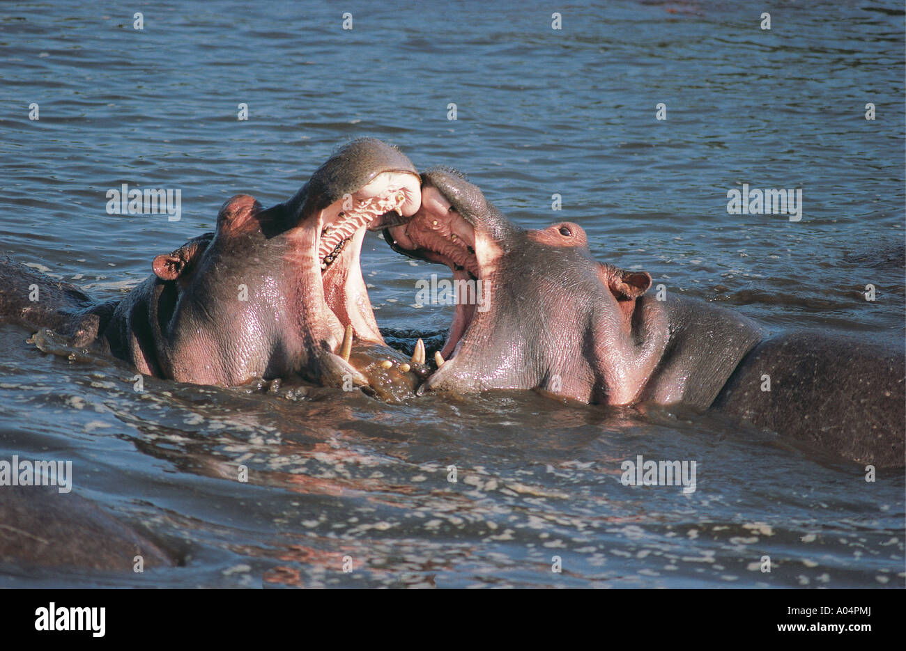 Zwei Hippo-Spielen in einem Pool in der Ngorongoro Krater Tansania Ostafrika kämpfen Stockfoto