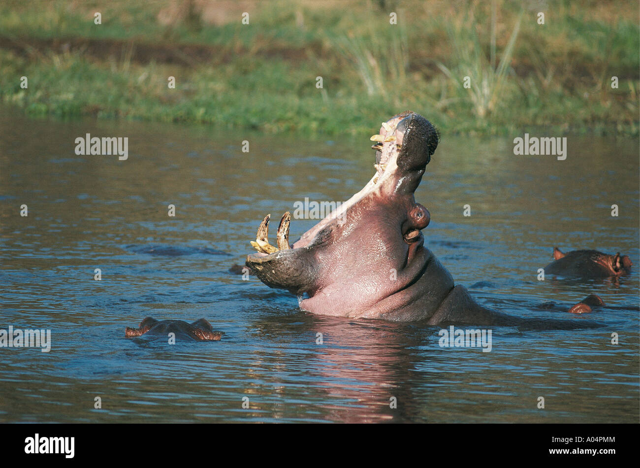 Nilpferd im Lake Manyara Nationalpark Tansania Ostafrika Gähnen Stockfoto