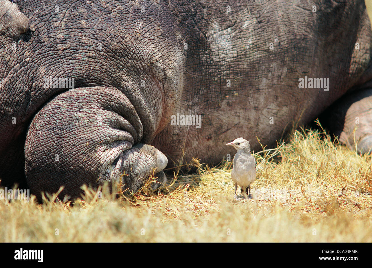 Detail der Vogel neben ruhenden Hippo in Ngorongoro Krater Tansania Ostafrika hautnah Stockfoto
