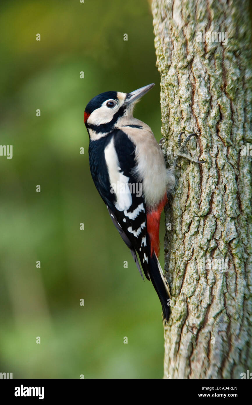 Großen beschmutzt Specht Dendrocopos großen festhalten an Seite des Baumes suchen alert Potton bedfordshire Stockfoto